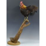 Taxidermy - a Rhode Island Red Cockerel, spread wings, mounted on a branch,