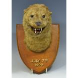 Taxidermy - an otters head, mounted on shield shaped mount,