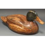 A wooden decoy duck, painted in black and brown, applied eyes,