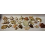 Concology - spider conches, fox conch, tiger cowies, helmet shell, abalone,