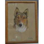 Beatrice M White Taffy, Portrait of a Collie Dog signed, inscribed and dated 1941, pastel,