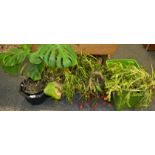 House Plants - three Schlumbergera, Christmas Cactus, a Monstera, Cheese plant,