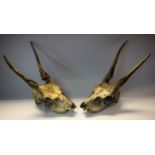 Taxidermy - antler and skull,