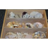 Conchology - a collection of Indian Ocean shells inc Conch,