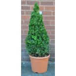 A cultivated conical Box plant (Buxus Sempervirens)