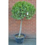 A large sized Bay Tree (Laurus Nobilis)