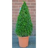 A cultivated conical Box plant (Buxus Sempervirens)