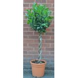 A double helix stemmed Bay Tree (Laurus Nobilis)