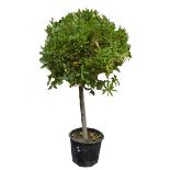 A large Bay Tree (Laurus Nobilis)