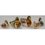 Royal Crown Derby paperweights, a Carolina Duck, Mallard, Teal Duckling, Swimming Duckling,