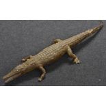 Natural History - Taxidermy - a preserved juvenile alligator,