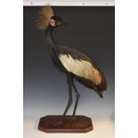 Taxidermy - a black crowned crane (Balearica pavonina), mounted on a plinth,