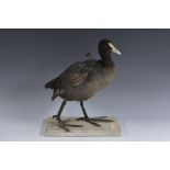 Taxidermy - a coot,