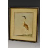 English School (early 19th century), an ornithological print, of a domestic heron, lithograph,