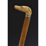 A 19th century gentleman's novelty walking cane, the ivory handle carved as the head of a dog,