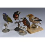 Taxidermy - a collection of four domesticated birds, mounted for display,