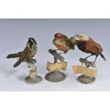 Taxidermy - a collection of three exotic birds, each mounted on a perch,