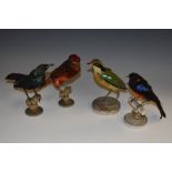 Taxidermy - a collection of exotic birds, each mounted on a perch, the largest 17.