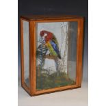 Taxidermy - an Eastern Rosella, perched amongst ferns, grass and moss, glazed case,