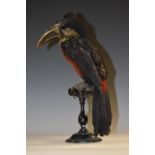 Taxidermy - a yellow-throated toucan (Ramphastos ambiguus), inset glass eyes, mounted on a perched,