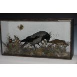 Taxidermy - an arrangement of birds, hooded crow and thrush, mounted as in conversation,