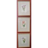 A set of three Botannical illustrations, Dutch Tulips,