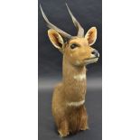 Taxidermy - a Bushbuck,