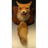 A taxidermy vixen fox, open mouthed trophy mount with tail,