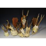 Taxidermy - a roe deer antlers,