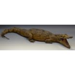 Taxidermy - an early 20th century Alligator (Alligatoridae),