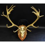 Taxidermy - an impressive twenty point Scottish red stag skull mount, shield shaped oak plaque,