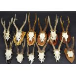 Taxidermy - a roe deer antlers,