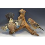 Taxidermy - a pair of Eurasian jays (Garrulus glandarius) naturalistically set on a branch 70cm