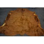 Taxidermy - A large Highland cow hide rug 230cm x 220cm