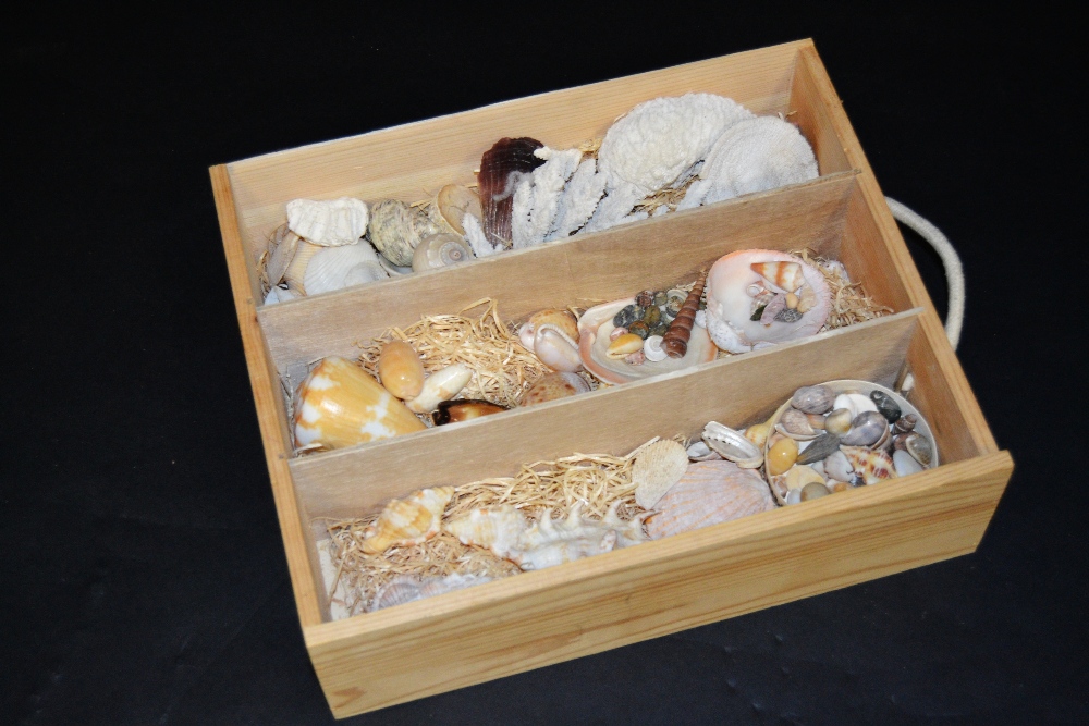 Conchology - a collection of Indian Ocean shells inc Conch,
