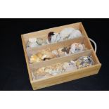 Conchology - a collection of Indian Ocean shells inc Conch,