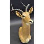 Taxidermy - an Impala,