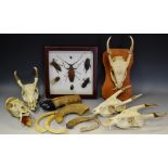 Taxidermy & Natural History - an arrangement of preserved beetle specimens;a Muntjac deer skull;