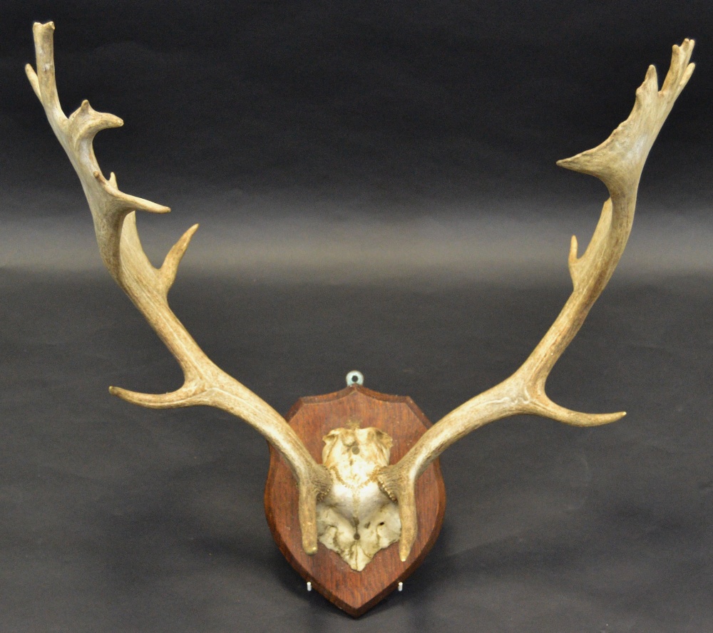 Taxidermy - a Scottish Fallow deer skull,