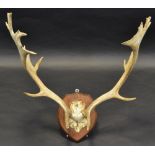 Taxidermy - a Scottish Fallow deer skull,