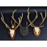 Taxidermy - set of Red deer antlers, shield mount,