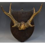 Taxidermy - a set of Victorian roe deer antlers,