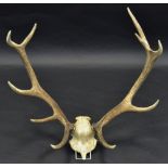 Taxidermy - a ten point Scottish red stag skull mount