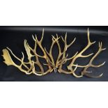 Taxidermy - various antlers,