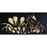 Taxidermy - various deer skulls,