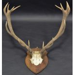 Taxidermy - a fourteen point Scottish red stag skull mount, shield shaped oak plaque,