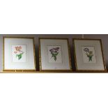 Pictures and Prints - a set of three, A. Leck, Botanical illustrations, Dutch Tulips, 22.