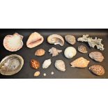 Natural History - Conchology - a collection of seashells, including a white branch coral section,