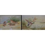 D Birbeck (Derby Artist) Quails signed, watercolour, 26cm x 37.