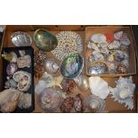 A collection of shells; shell boxed; cameo shell; pin cushion;